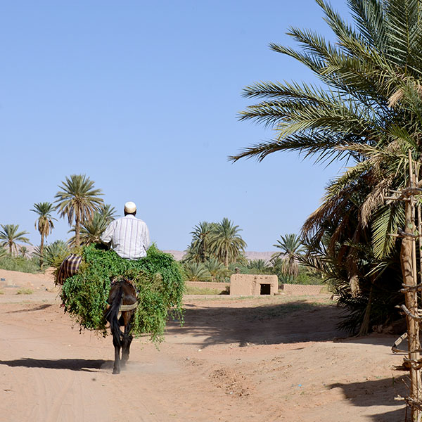 Asfar Maroc - Marruecos rural - burro