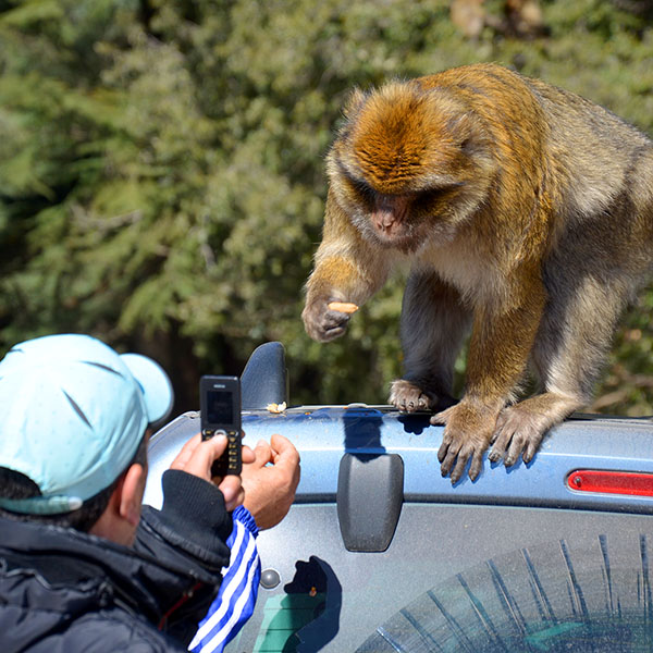 Asfar Maroc - excursiones - Azrou - mono Gibraltar